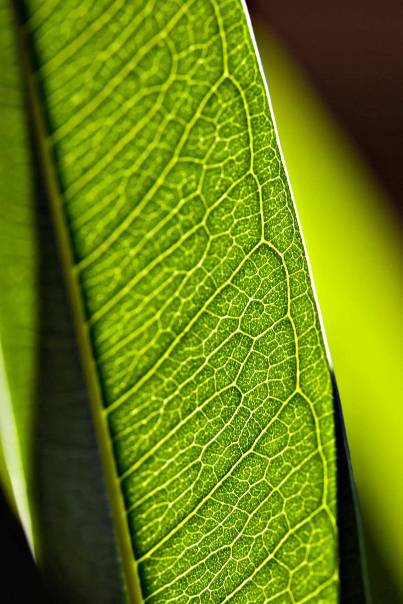 Leaf-1 – Bild 2